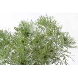 Pflanze Artemisia oder CHIH