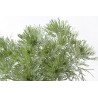 Planta Artemisia o CHIH