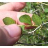 Zizyphus leaves (Sidr)