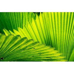 Palm pollen 20gr