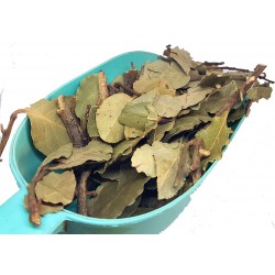 laurel plant