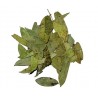 Tisane avec des feuilles de séné 