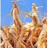Ginseng in polvere