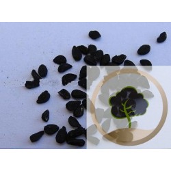 Nigelle entier (Graines noires) - 250 g