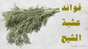 Artemisia herba-alba (Chih in Arabic)
