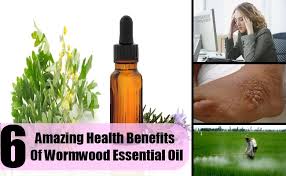 Wormwood oil
