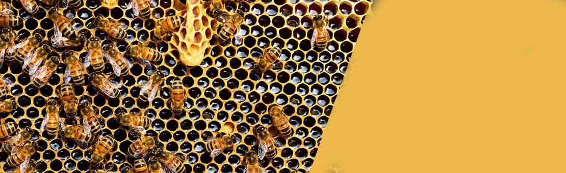 العسل الصافي الطبيعي
